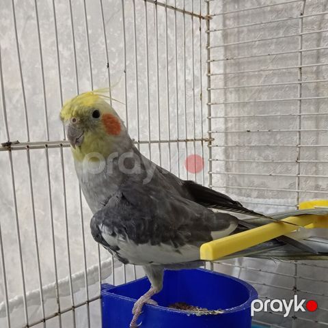 Saglam quşdurştəcili satılır.qəfəs hədiyyə — Bakı