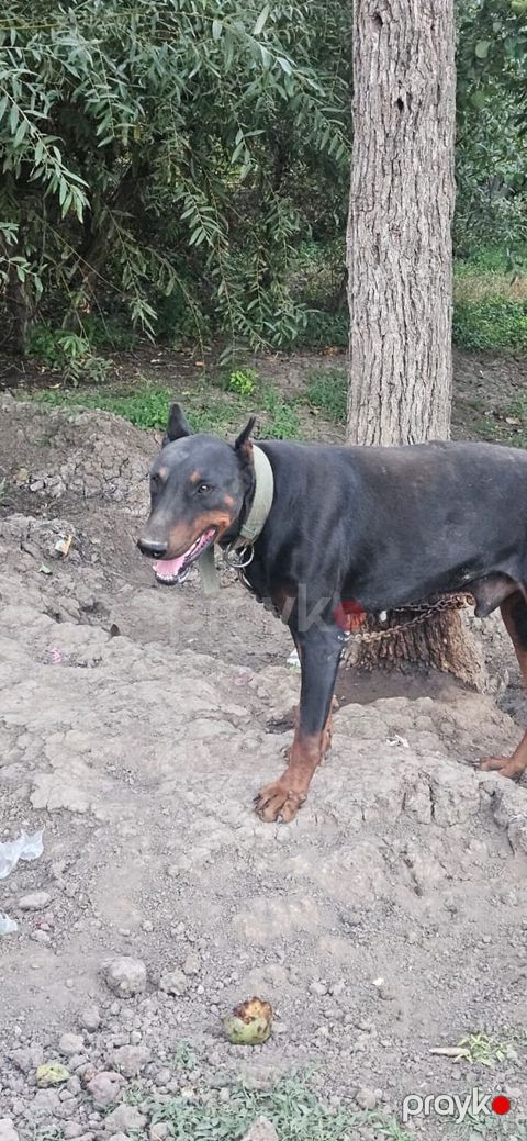 Doberman, 2 il, Erkək — Gəncə