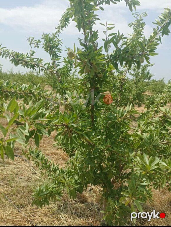 10000 sot torpaq sahəsi, Xaçmaz r — Torpaq, Xaçmaz (10)