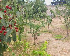 Torpaq Satılır Xəzər r., Buzovna q., 6 sot — Torpaq, Bakı (5)