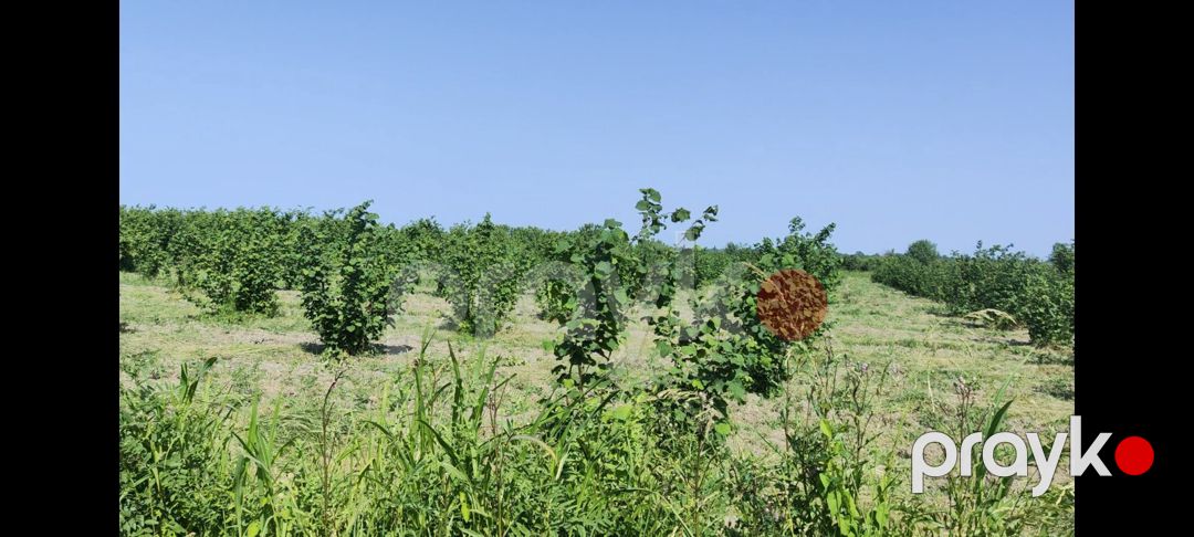153 sot torpaq sahəsi, Xaçmaz r — Torpaq, Xaçmaz (5)