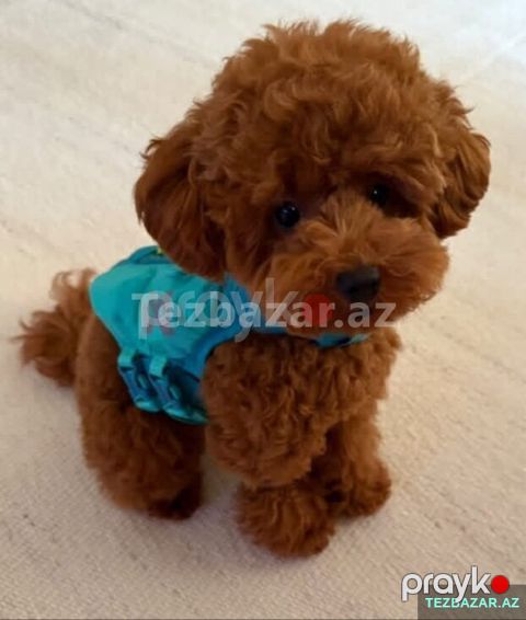 Mini toy pudel balasi satlir — Bakı