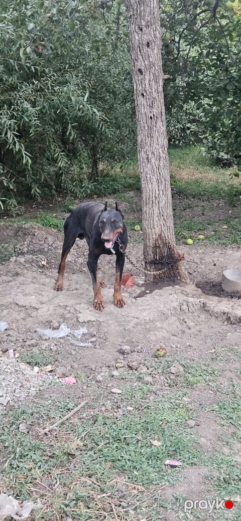 Doberman, Erkək