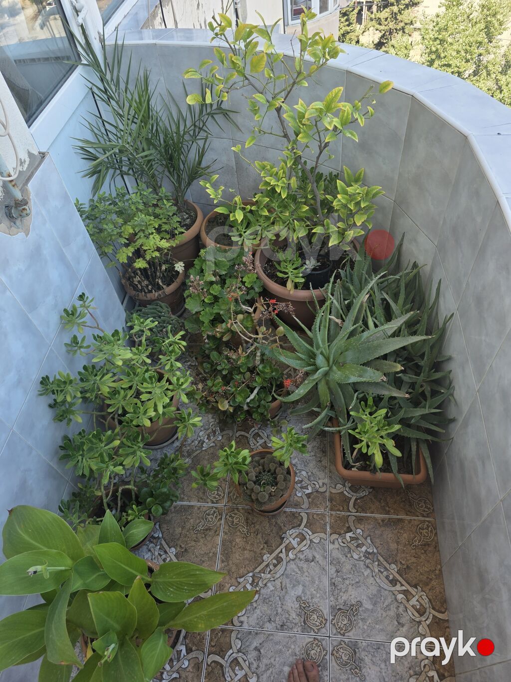 Balkon üçün dekorativ dibçək bitkiləri kolleksiyası - Aloe vera — Qapı bitkələri, Sumqayıt (2)