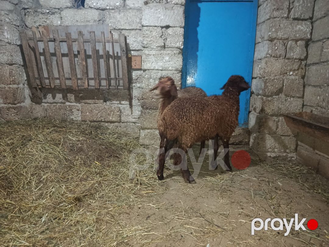 Quzular — Kənd təsərrüfatı heyvanları, Bakı (4)