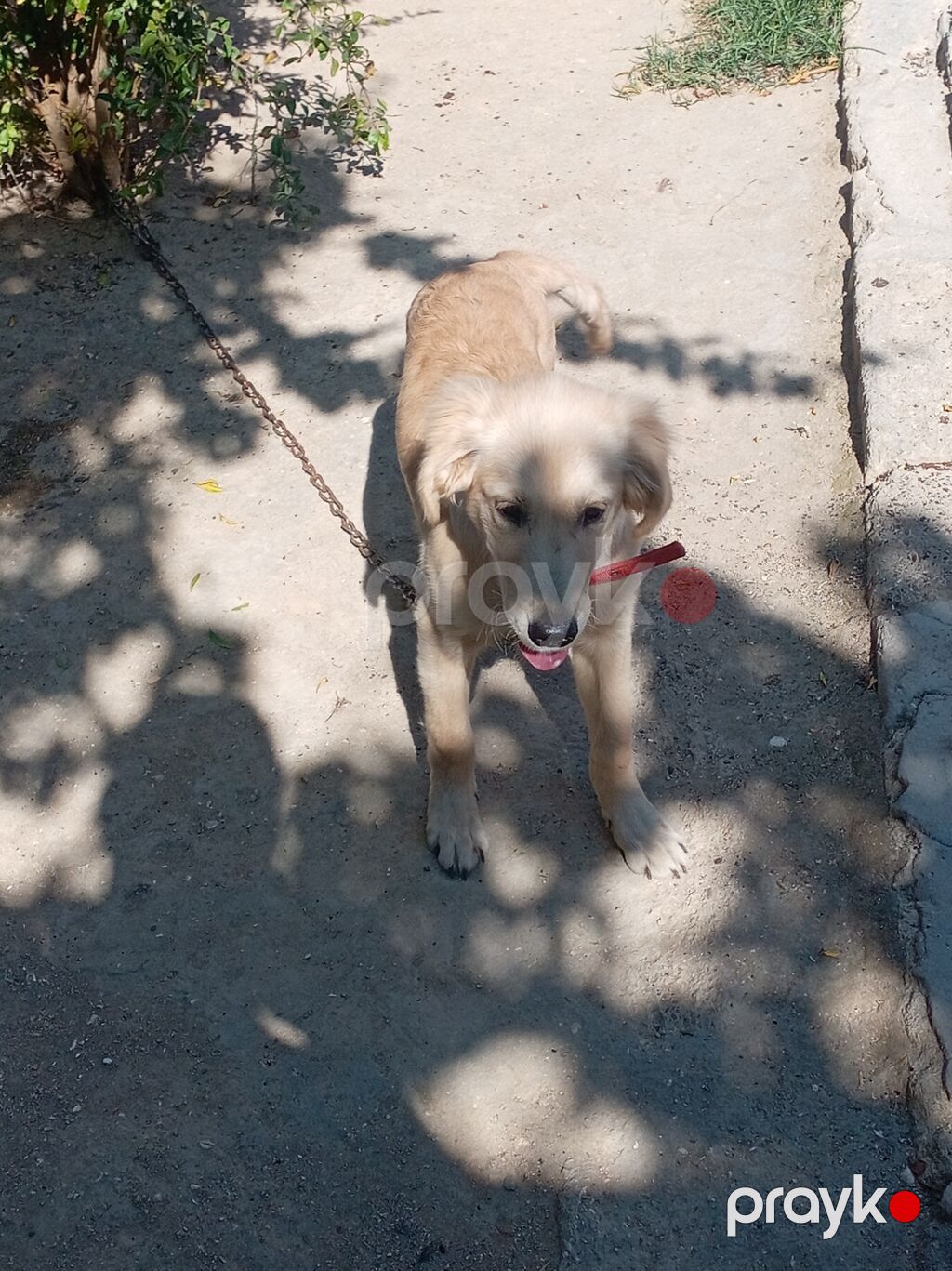 Retriever — Köpəklər, Digah (2)