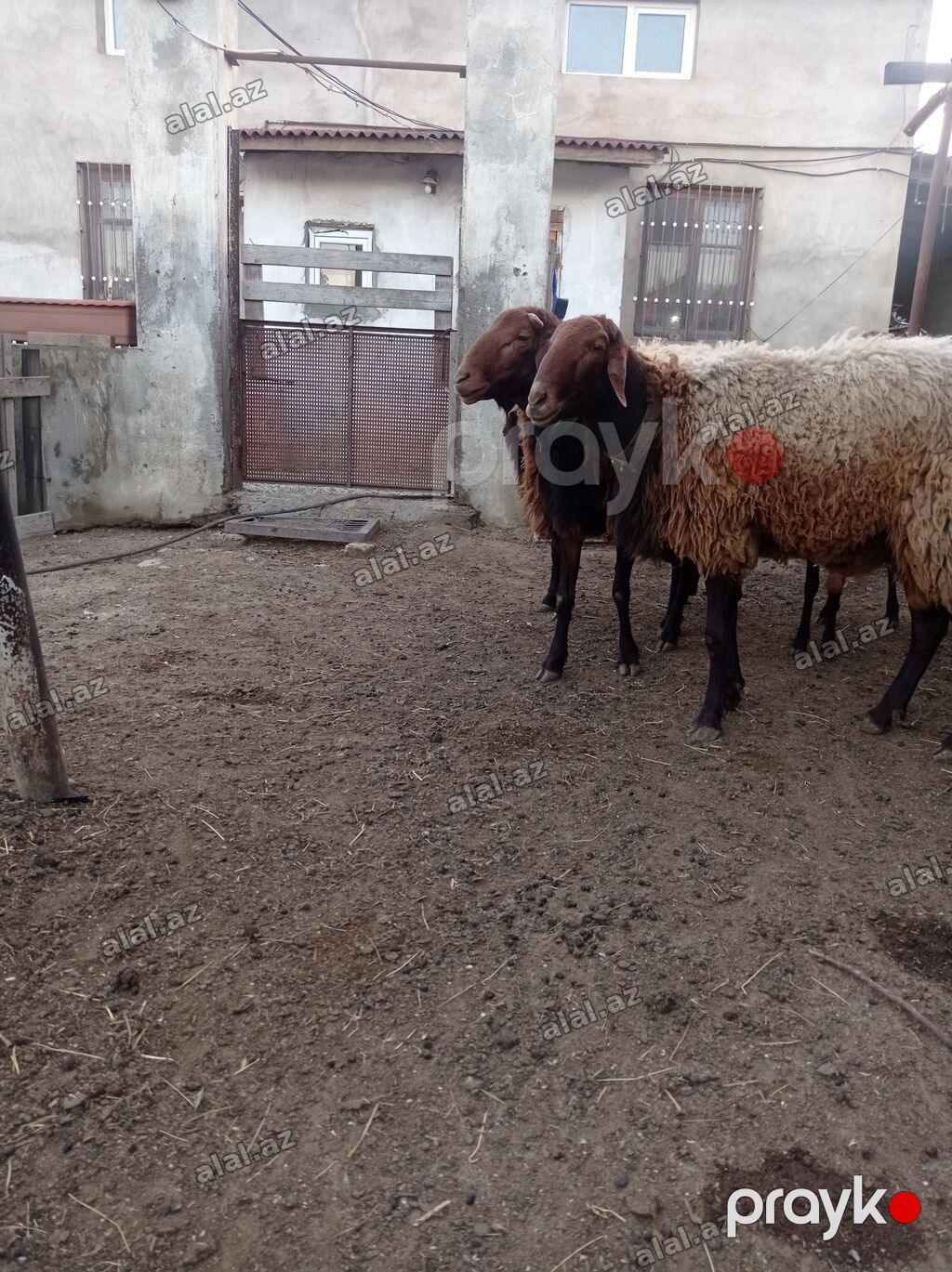 Qoyun sürüsü 31 baş – ət və yun istehsalı üçün - Növ: Yerli — Heyvanlar, Bakı (2)