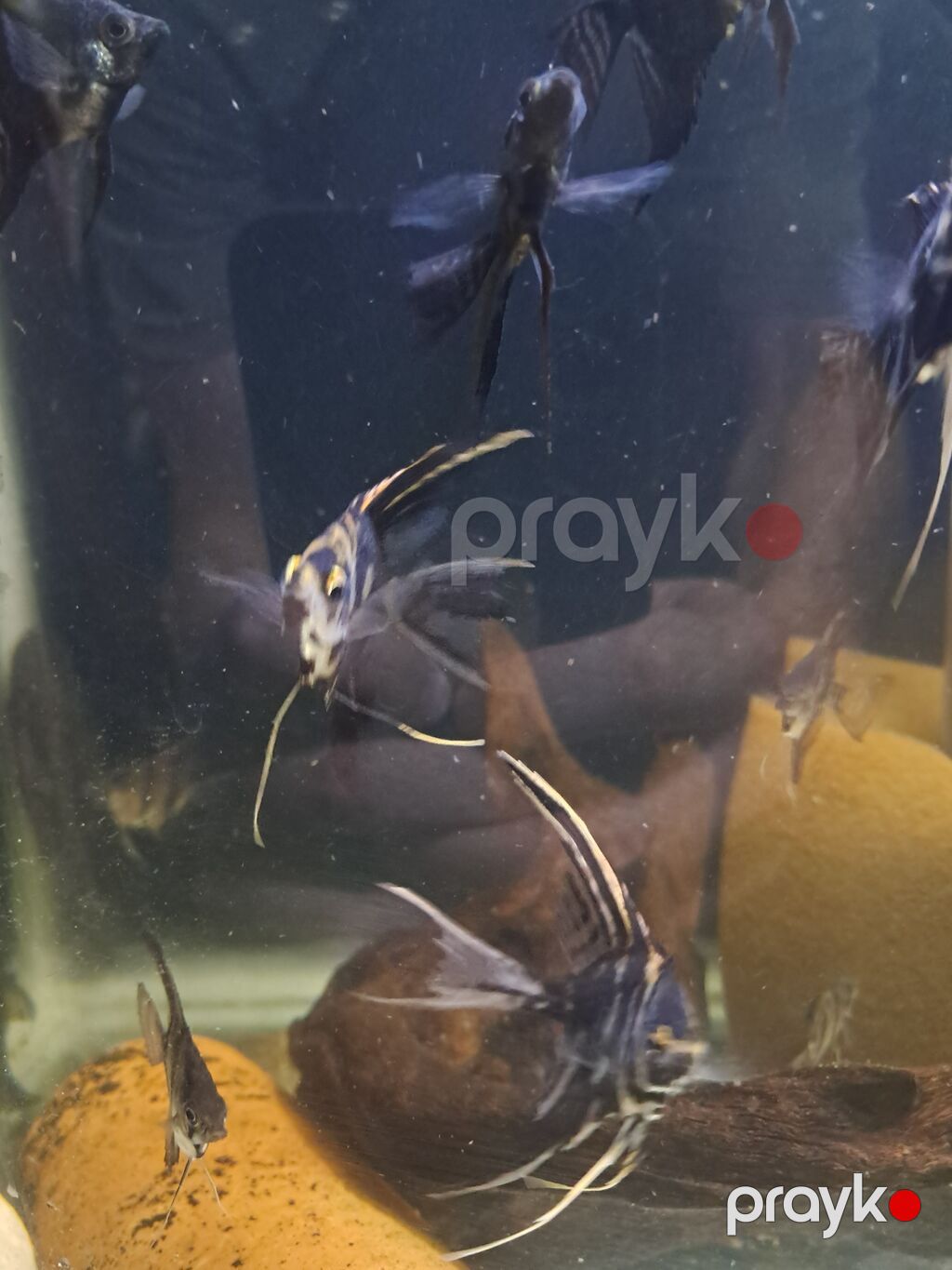 Mələk balığı (skalyari), Sülhsevər — Akvariumlar və balıqlar, Masazır (4)