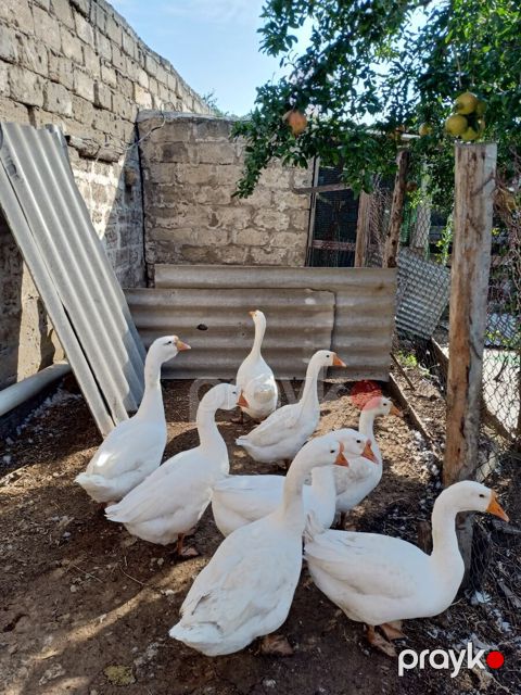 Linda qazları — Bakı