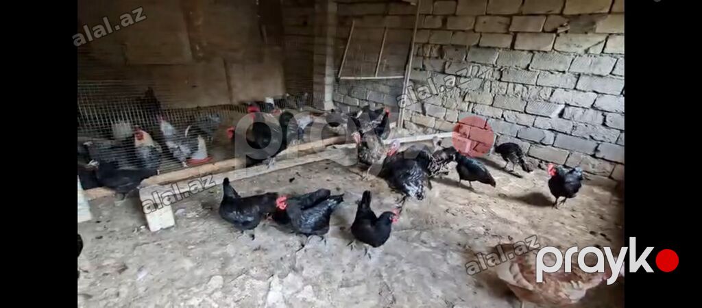 Toyuq, Damazlıq, Ünvandan götürmə — Quşlar, Bakı (2)