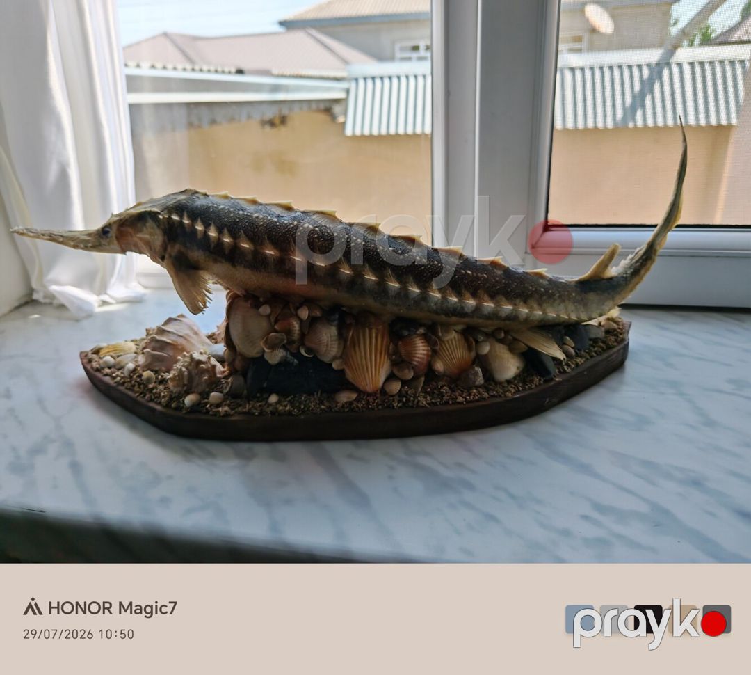 Suvenir nərə balığı — Kolleksiyalar, Quba (2)