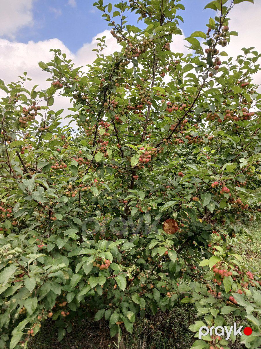 Satılır torpaq 135 sot — Torpaq, Xudat (2)
