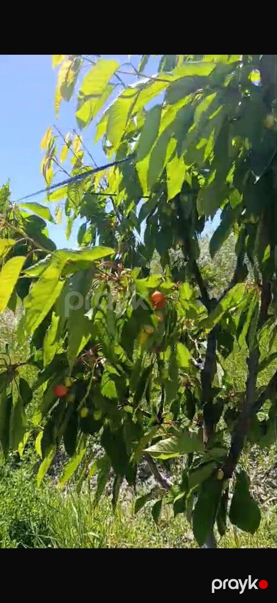 3400 sot torpaq sahəsi, Ağdaş r — Torpaq, Ağdaş (7)
