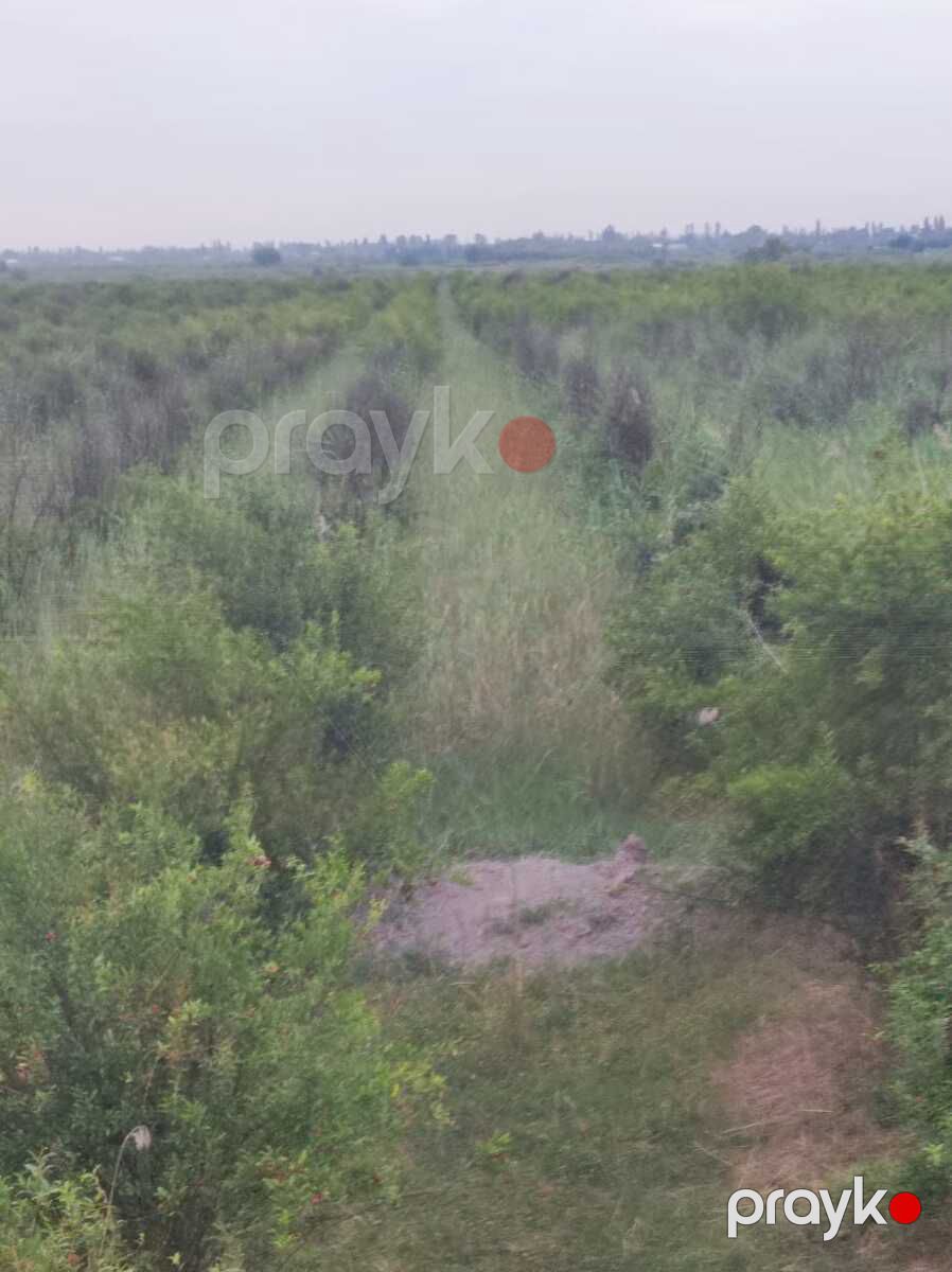 Satılır torpaq 3845 sot — Torpaq, Göyçay (4)