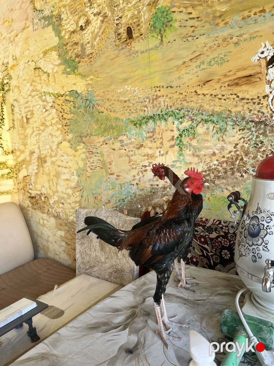 Heyratı — Quşlar, Bakı (6)
