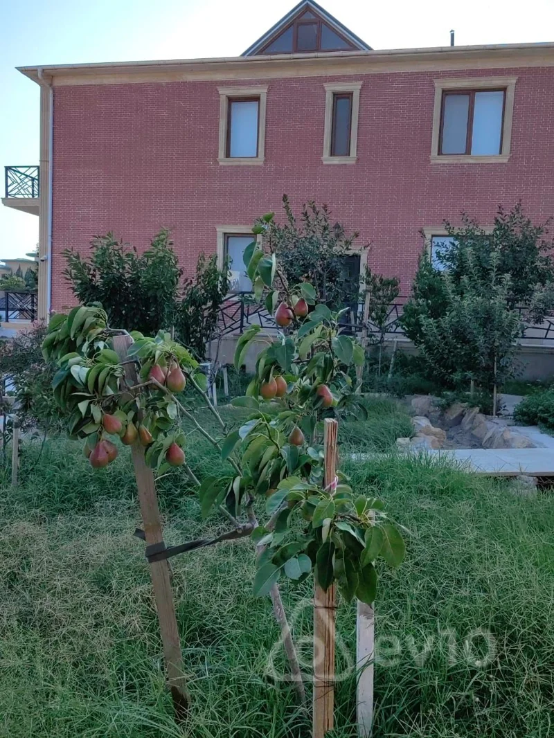 7 otaqlı həyət evi, 650 m², 3 cü Massiv — Ev, villa, Bakı (4)