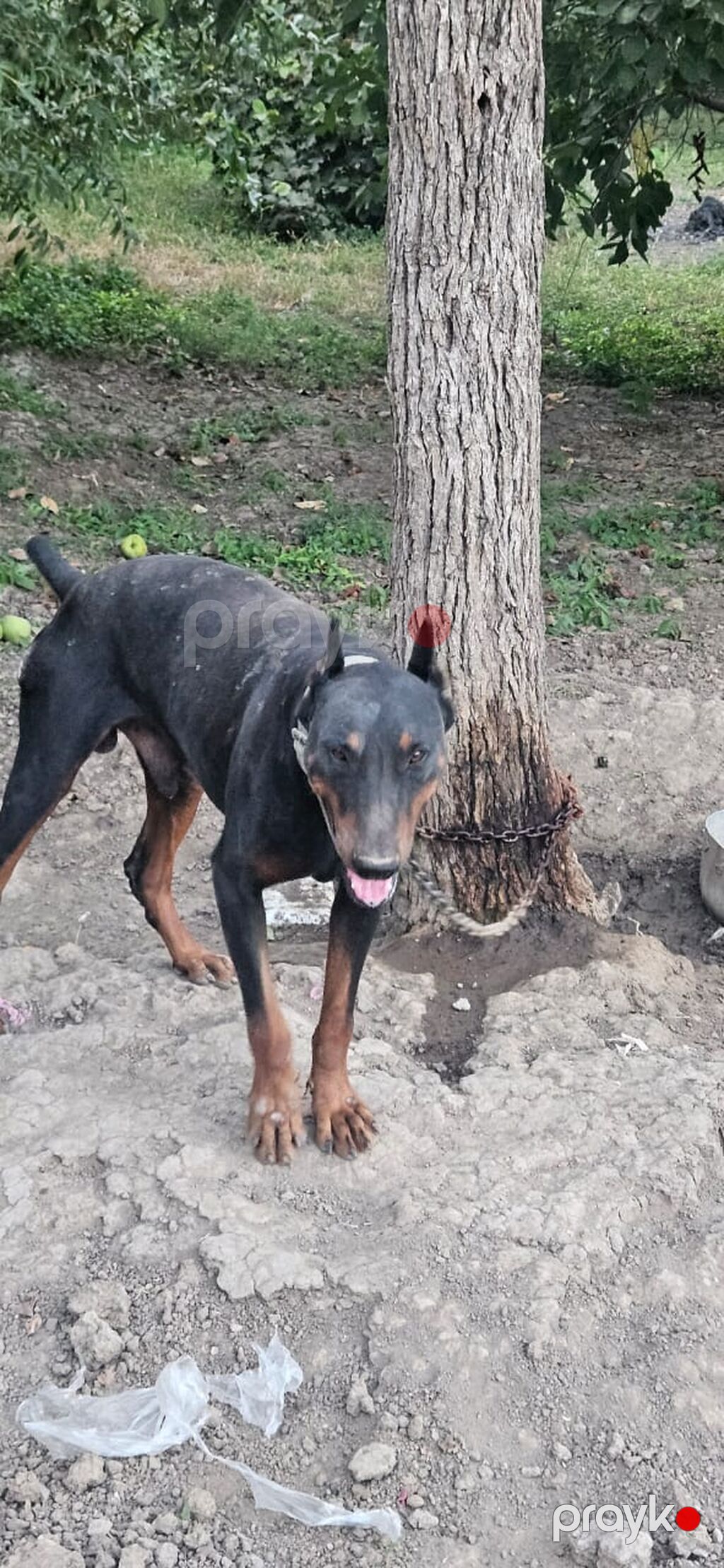Doberman, 2 il, Erkək — Köpəklər, Gəncə (4)