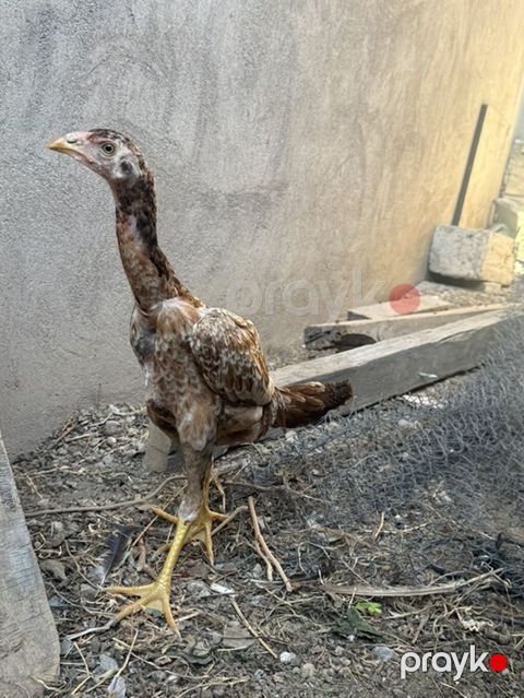 Toyuq cücələri, Damazlıq — Novxanı