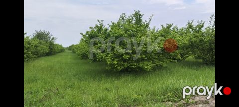 153 sot torpaq sahəsi, Xaçmaz r — Xaçmaz