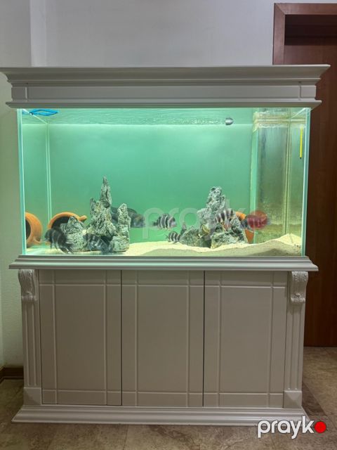 Akvarium — Bakı
