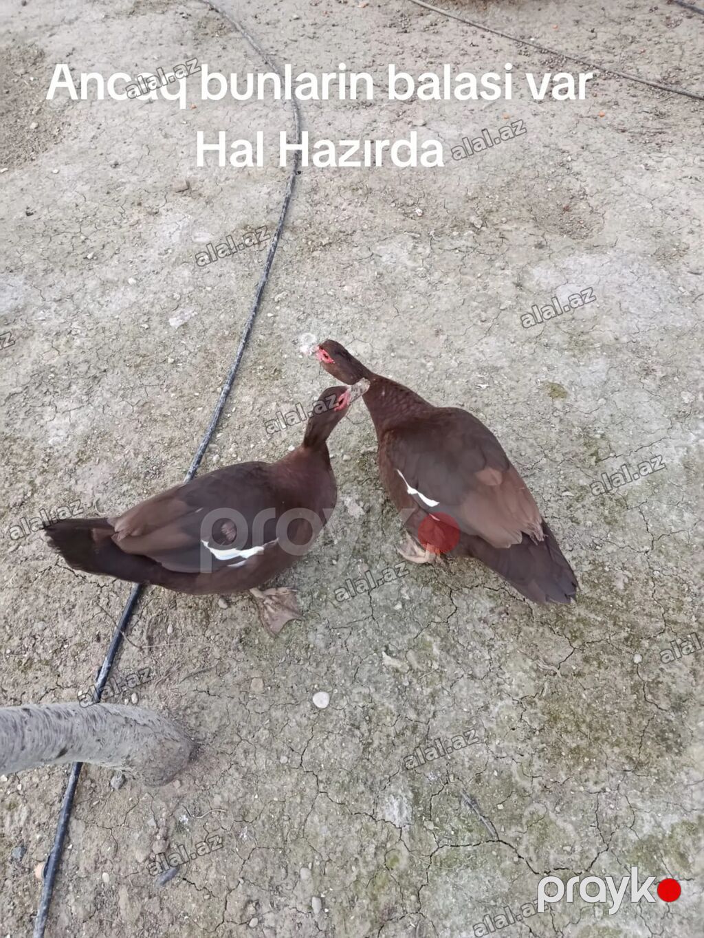 60 ədəd var heyvanlar təmiz Qandi yerində baxa bilersiz — Heyvanlar, Bakı (4)
