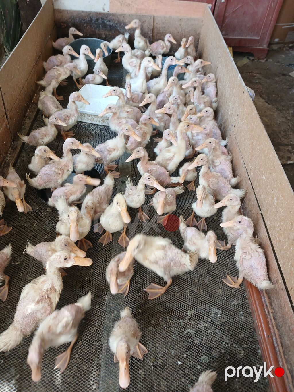 Məhsul: Ördək balaları (cücələr) Pekin ördek balalari 40günlükler — Digərləri, Qobu (2)