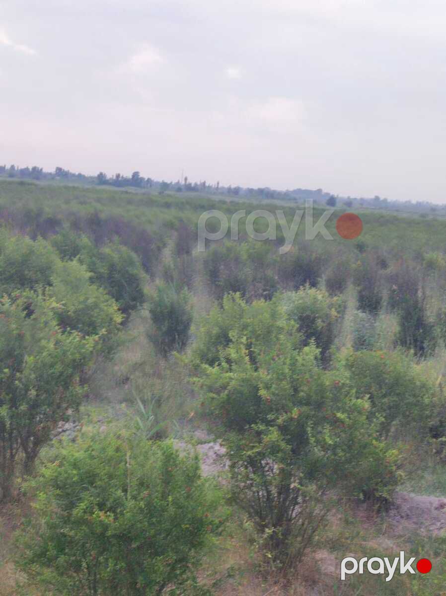 Satılır torpaq 3845 sot — Torpaq, Göyçay (2)