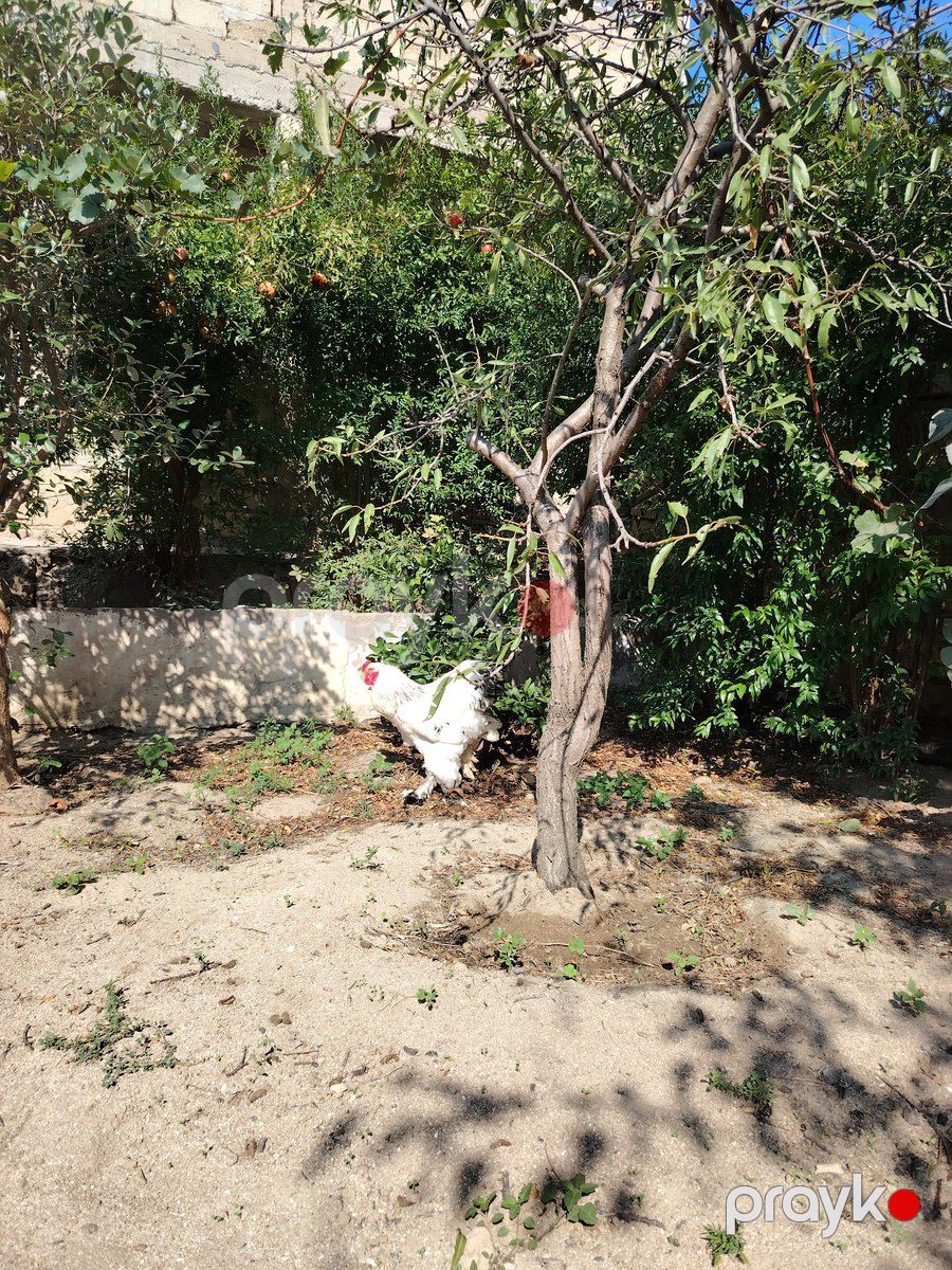 Brama layt xoruzu — Quşlar, Bakı (2)