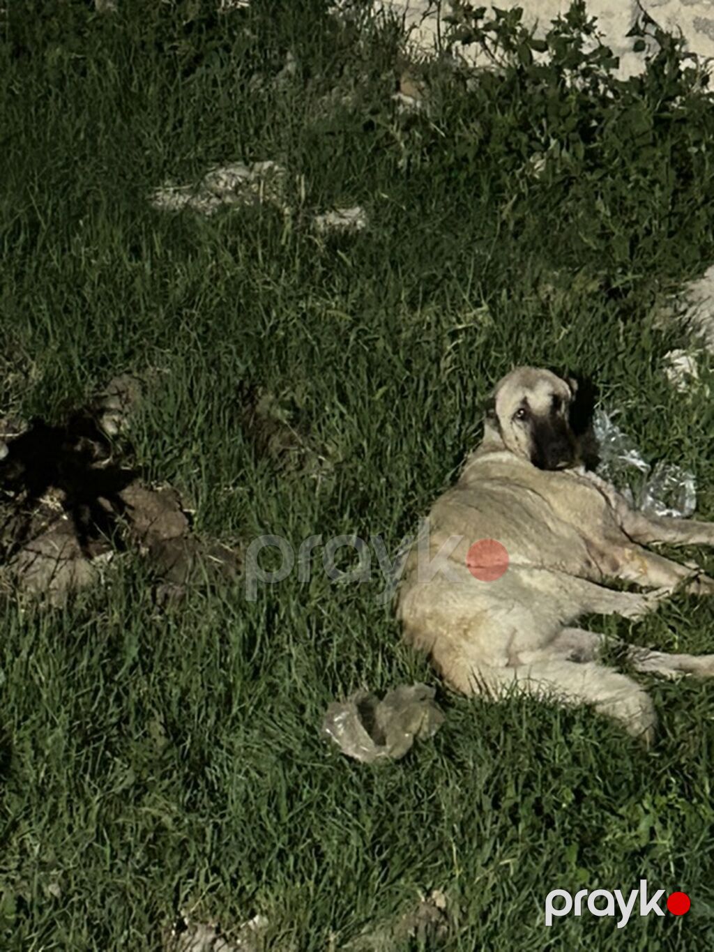 Kimin neye gucu catdi disidi — Köpəklər, Mehdiabad (2)
