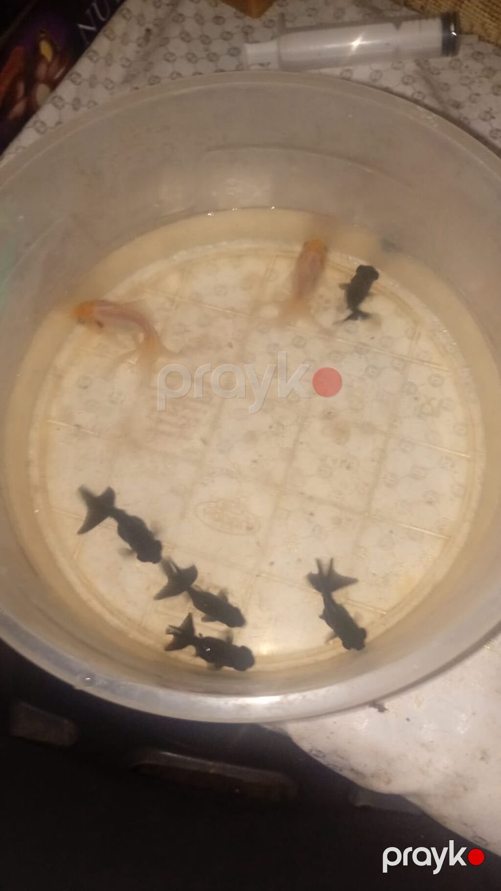 Qızıl balıq, Sülhsevər — Akvariumlar və balıqlar, Bakı (3)