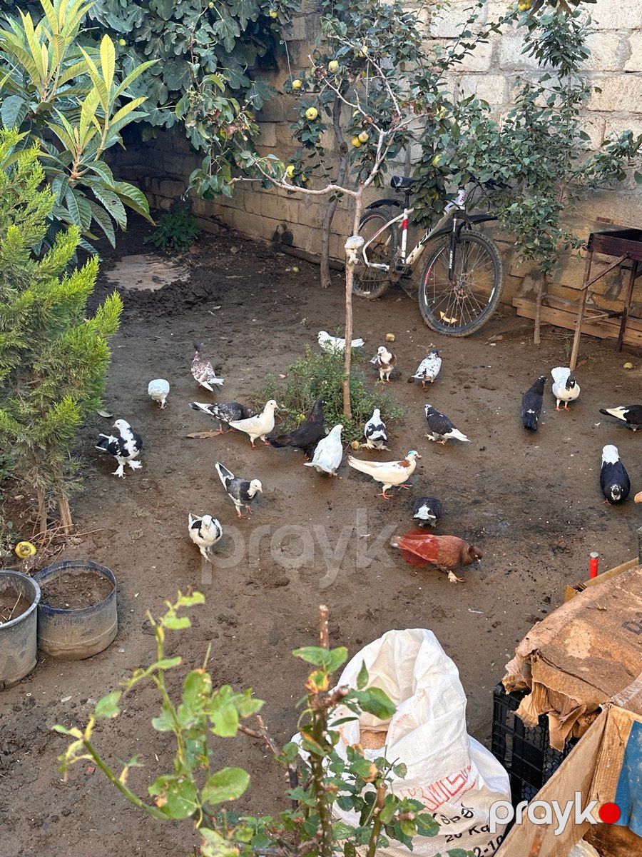 Göyərçinlər — Quşlar, Bakı (6)