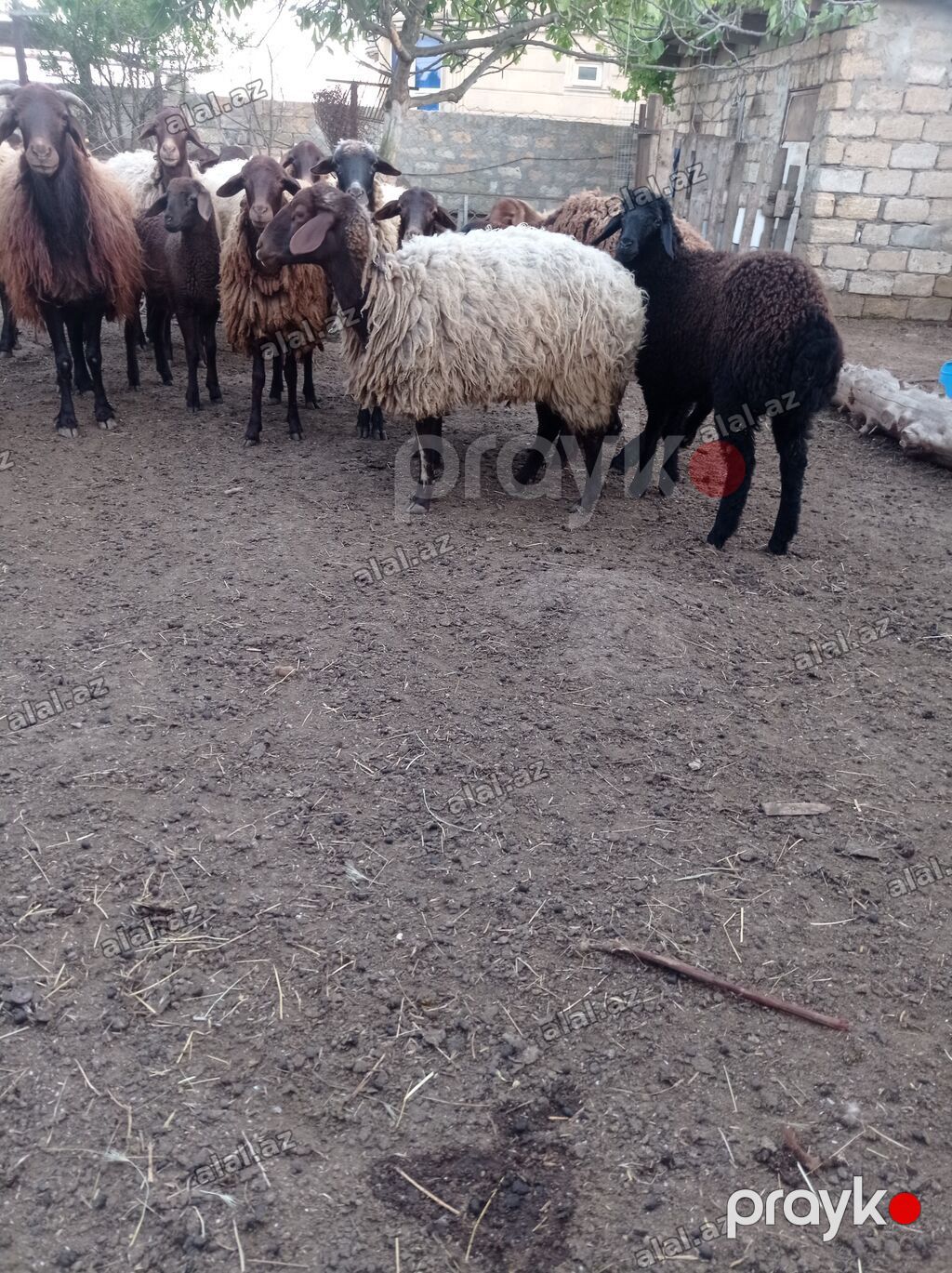 Qoyun sürüsü 31 baş – ət və yun istehsalı üçün - Növ: Yerli — Heyvanlar, Bakı (4)