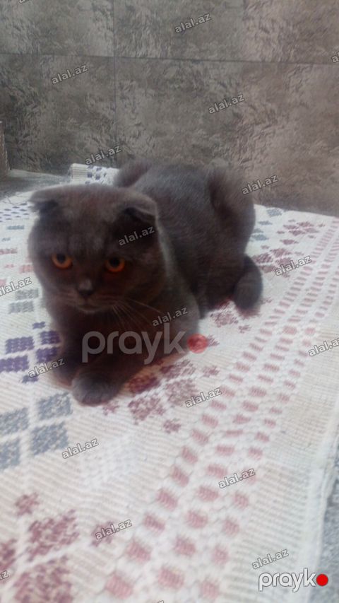 Şotland, Erkək, Yaxşı əllərə, Ünvandan götürmə — Bakı