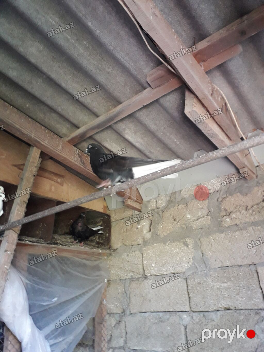 Qara aqquyryqdu saqlam heyvanlardi.Mastaqadadi — Heyvanlar, Bakı (4)
