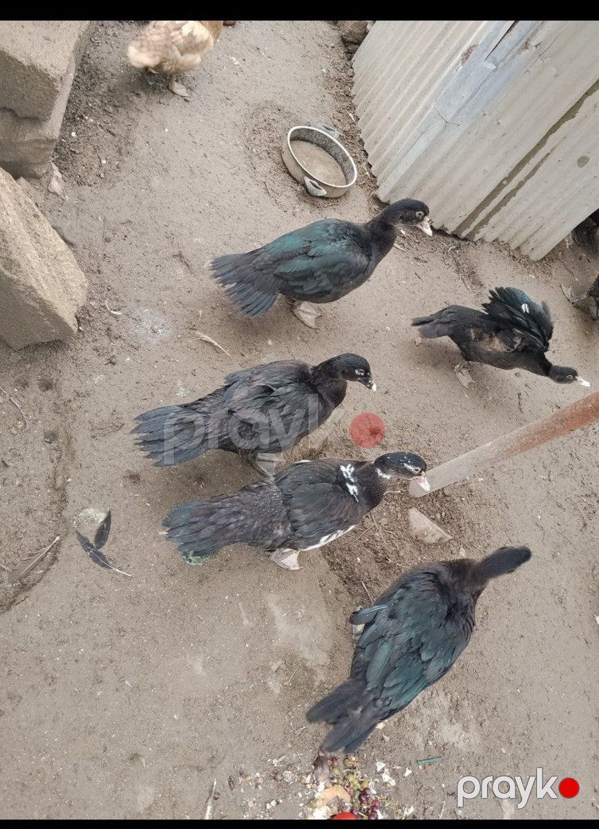 Lal ördəklər — Quşlar, Bakı (2)