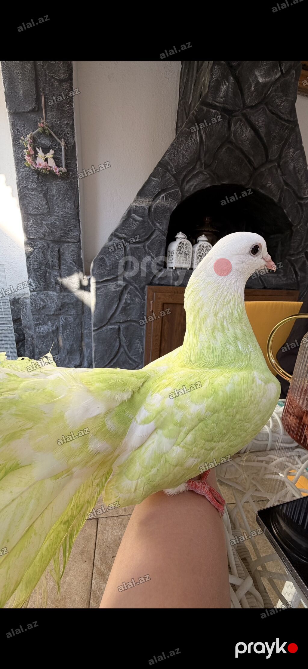 70 Azn — Heyvanlar, Bakı (2)