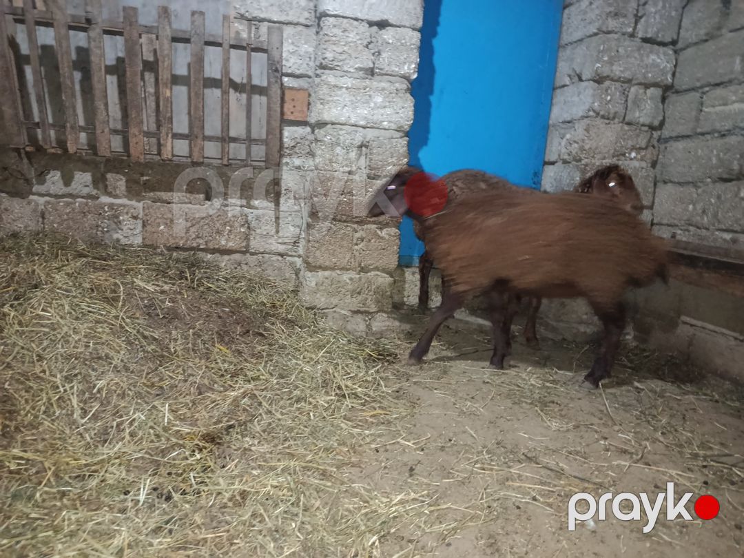 Quzular — Kənd təsərrüfatı heyvanları, Bakı (5)