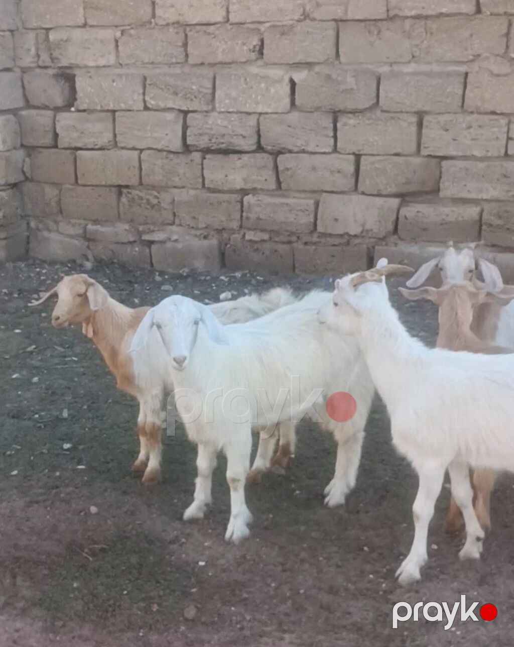 Salam Keçilər Satılır Sani 9 ədədi dişi Sani damazlıq Sani 4 — Kənd təsərrüfatı heyvanları, Digah (4)
