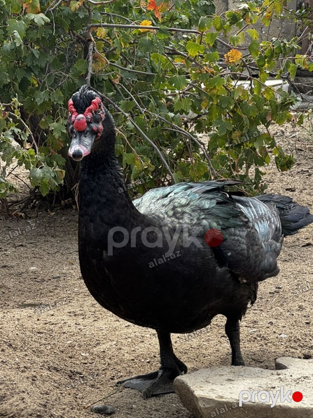 Erkək, Lal ördək, Ətlik — Quşlar, Bakı (4)