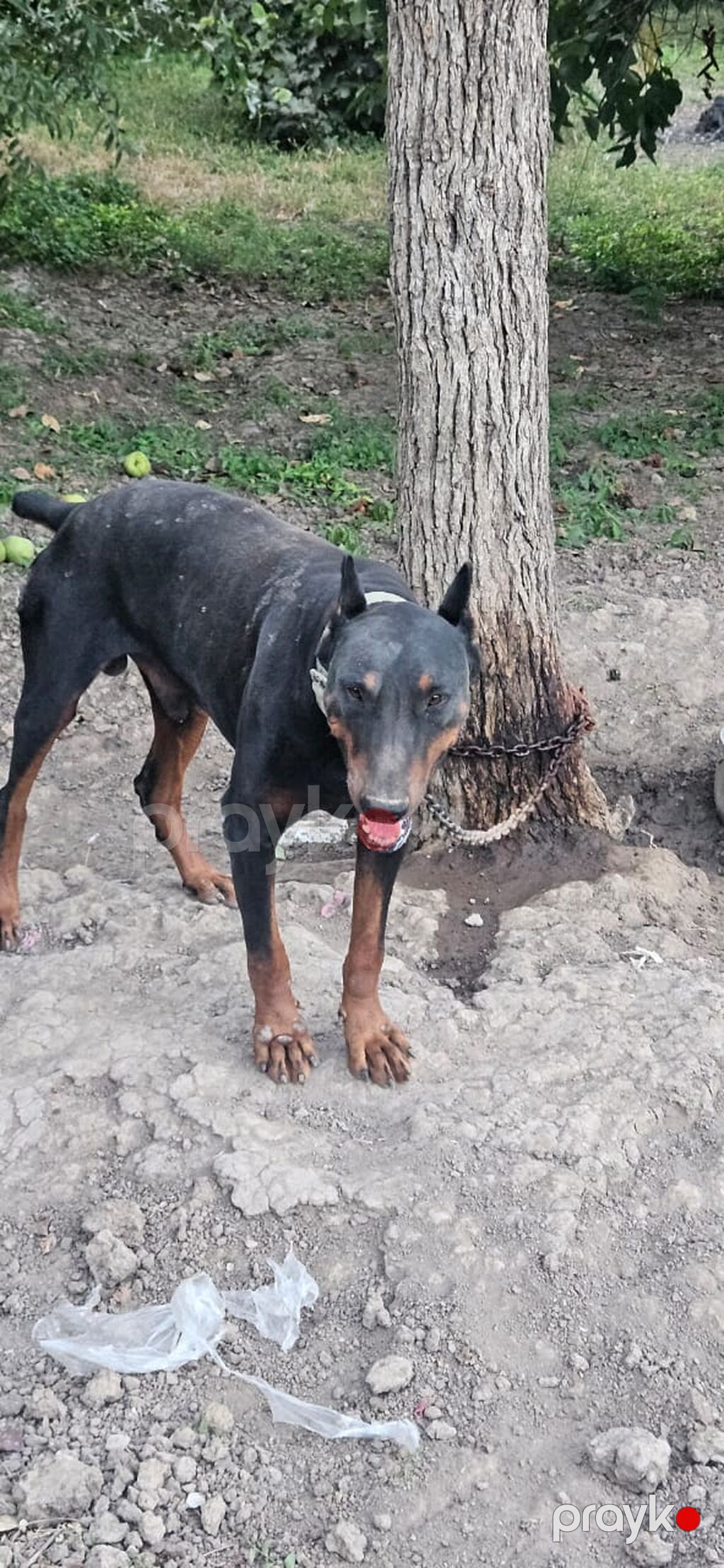 Doberman, Erkək — Köpəklər, Gəncə (3)