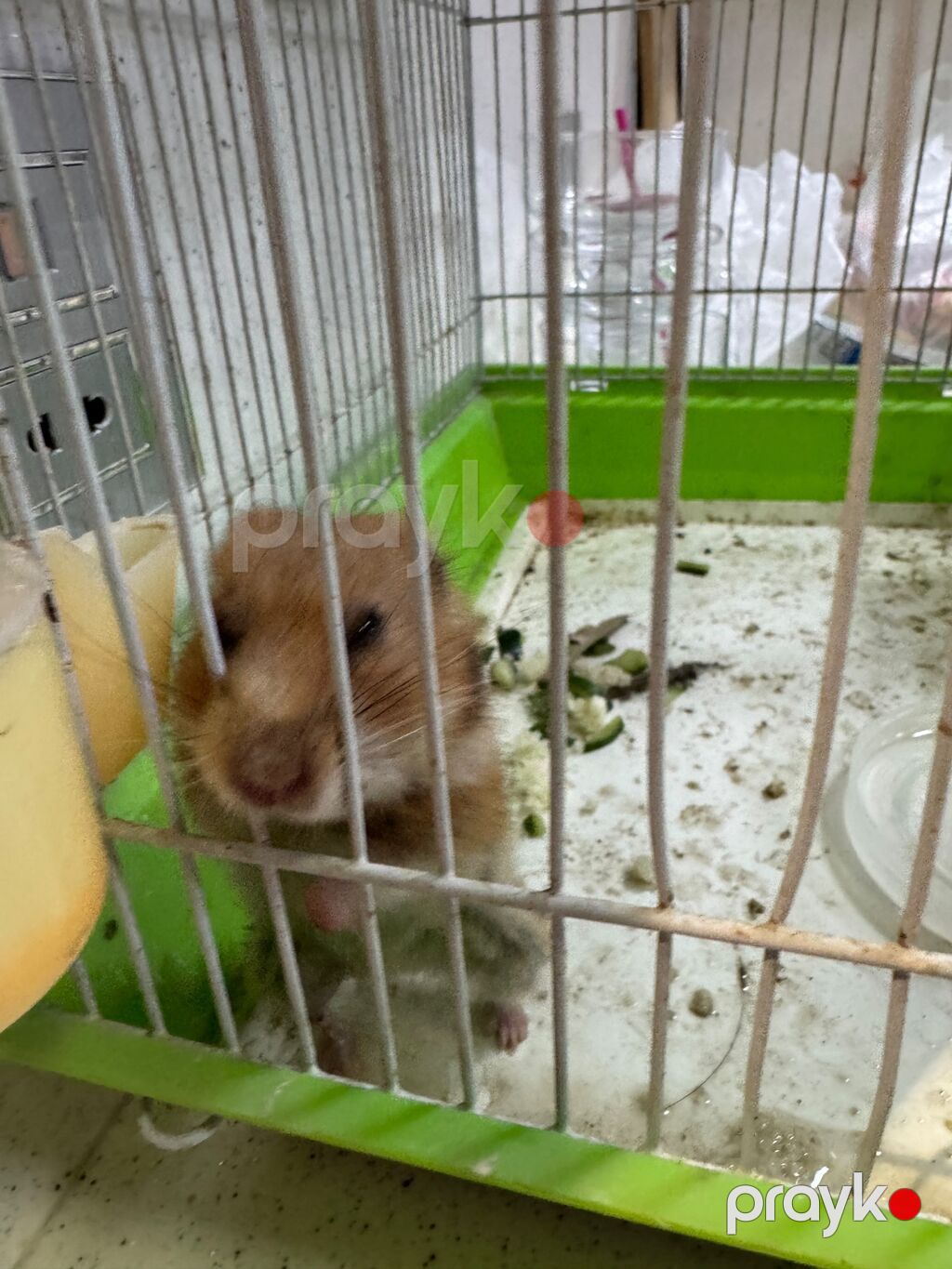 Ev heyvanı: Hamster (Suriya hamsteryanı) Təsvir: - Rəngi — Kəmiçilər, Bakı (3)