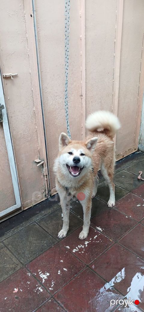 Akita-inu, 1 il, Dişi — Xırdalan