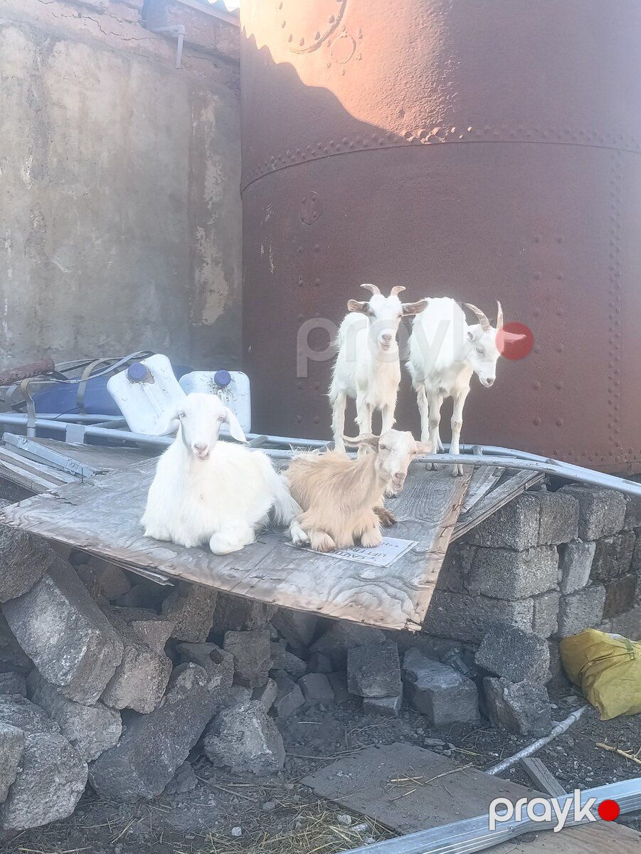 Hələb keçisi — Kənd təsərrüfatı heyvanları, Bakı (6)