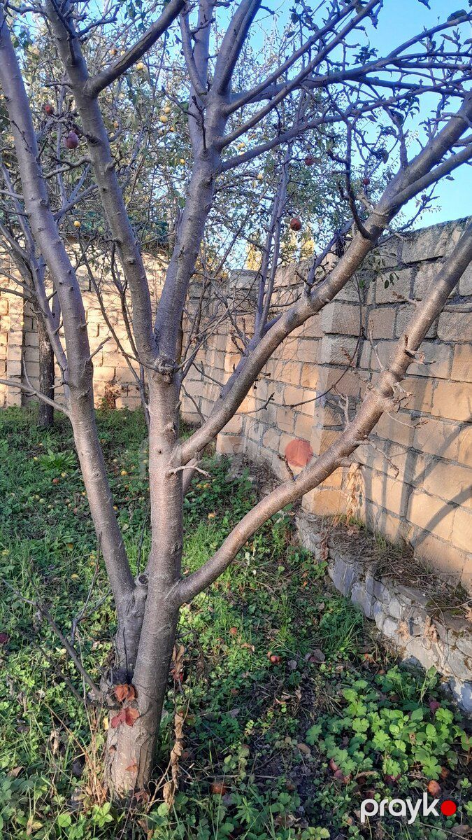 5 sot torpaq sahəsi, Qəbələ ş — Torpaq, Qəbələ (2)