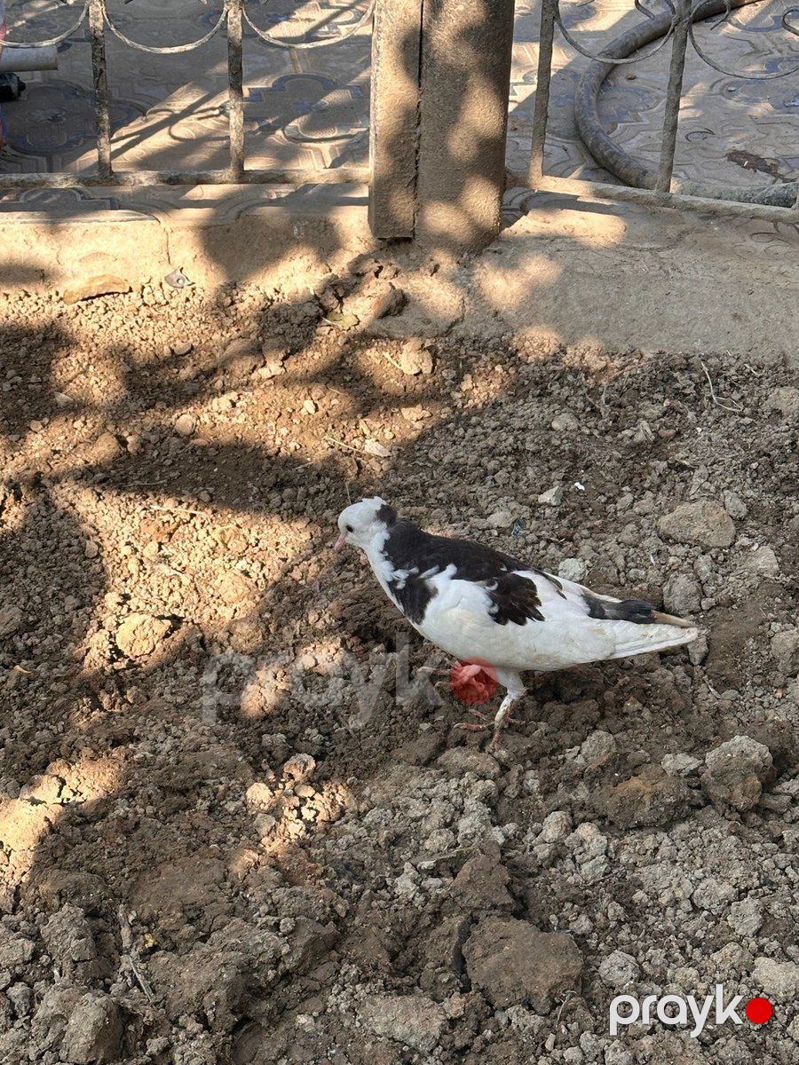 Göyərçinlər — Quşlar, Bakı (9)