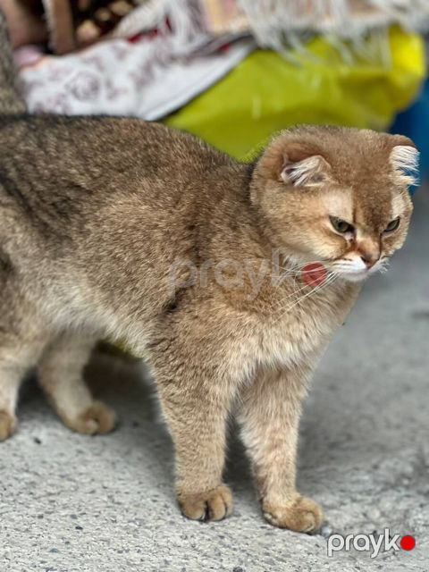 Qızılı şinşilla pişiyi — Bakı