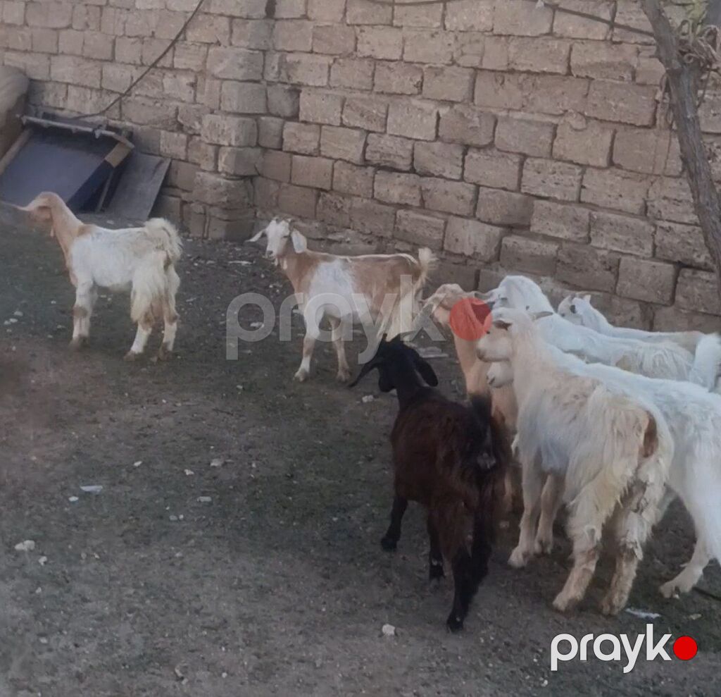 Salam Keçilər Satılır Sani 9 ədədi dişi Sani damazlıq Sani 4 — Kənd təsərrüfatı heyvanları, Digah (2)