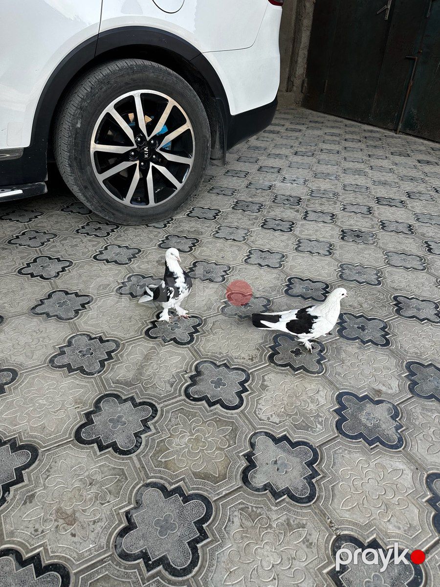 Göyərçinlər — Quşlar, Bakı (3)