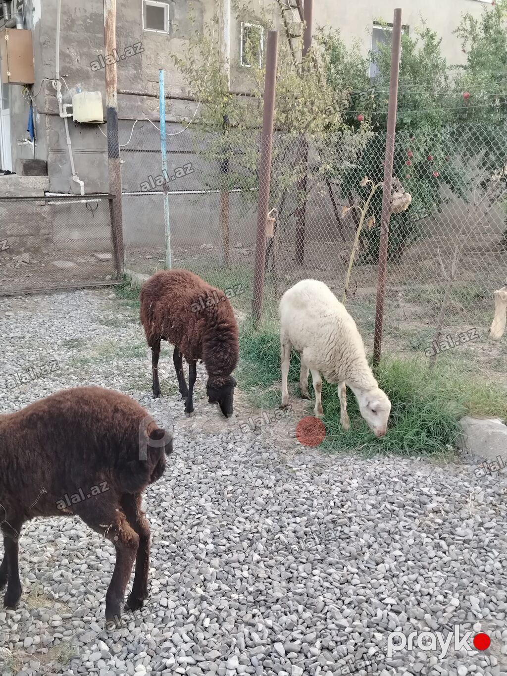 Satilir:birinci qarın dişi qoyun dişi balası 7 aylıq, birdene erkek — Heyvanlar, Bakı (2)