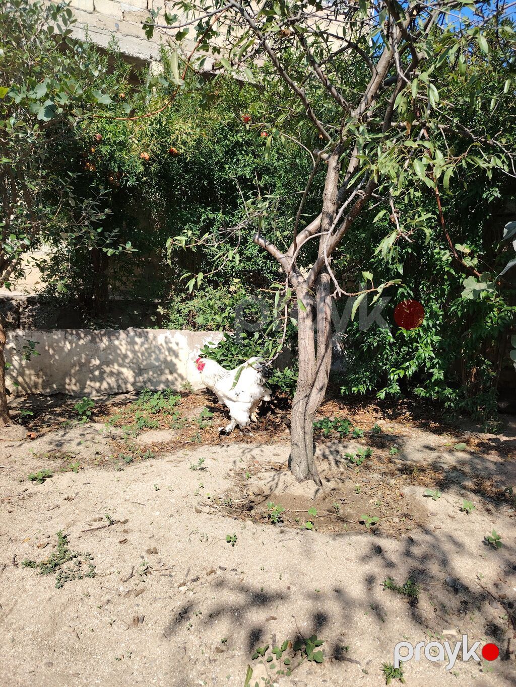 Xoruz, Brama, il: 1 — Toyuq və xoruz, Mehdiabad (4)